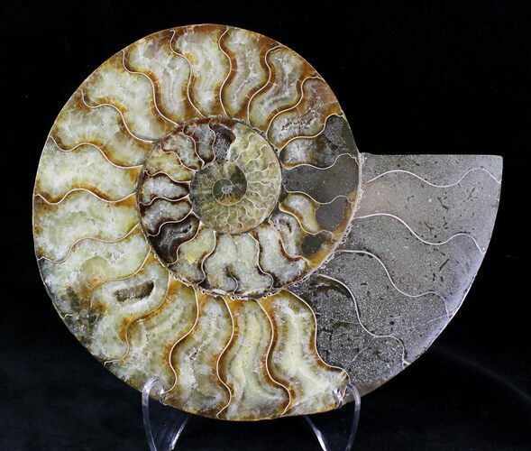 Cut Ammonite Fossil (Half) - Agatized #21591